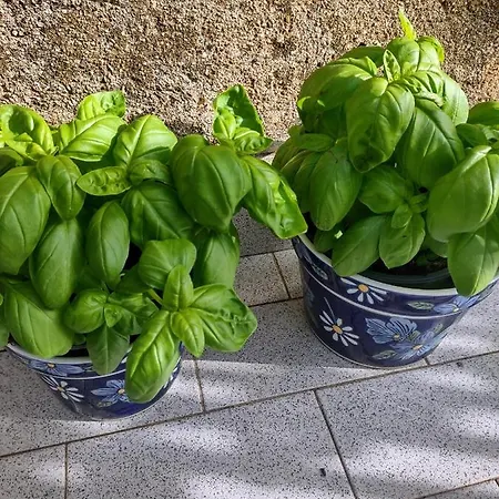 A Due Passi Dal Porto Apartman *